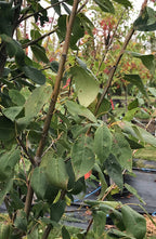 Serviceberry, Lustre