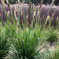 Grass, Autumn Moor #1