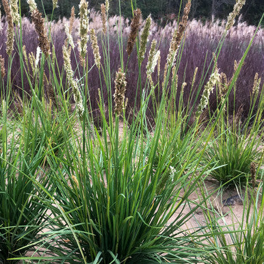 Grass, Autumn Moor #1
