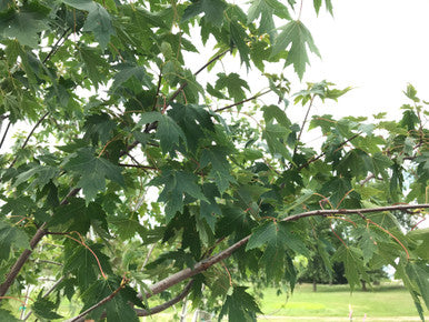 Maple, Hybrid, Sienna Glen
