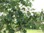 Maple, Hybrid, Sienna Glen
