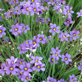 Blue Eyed Grass, Lucerne #1