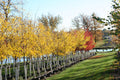 Honeylocust, Skyline