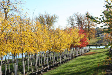 Honeylocust, Skyline