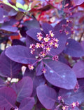 Smoketree, Royal Purple