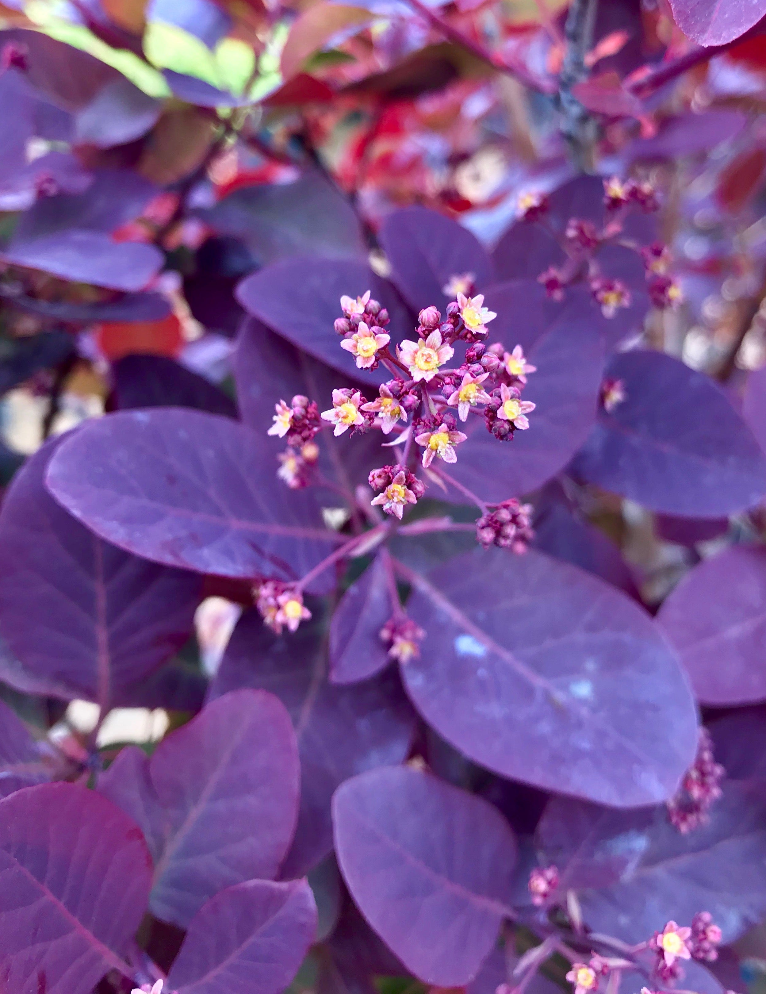 Smoketree, Royal Purple
