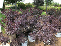 Smokebush, Winecraft Black #3