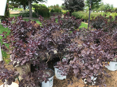 Smokebush, Winecraft Black #3