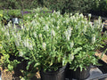Salvia, Snow Hill #1
