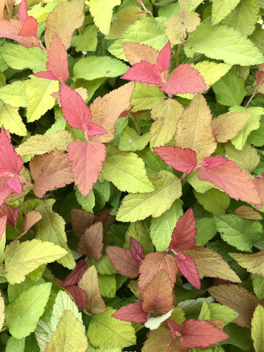 Spirea, Candy Corn #3