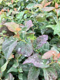 Spirea, Double Play Blue Kazoo #2