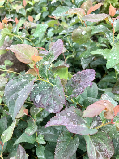 Spirea, Double Play Blue Kazoo #2