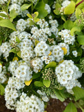 Spirea, Glow Girl #3