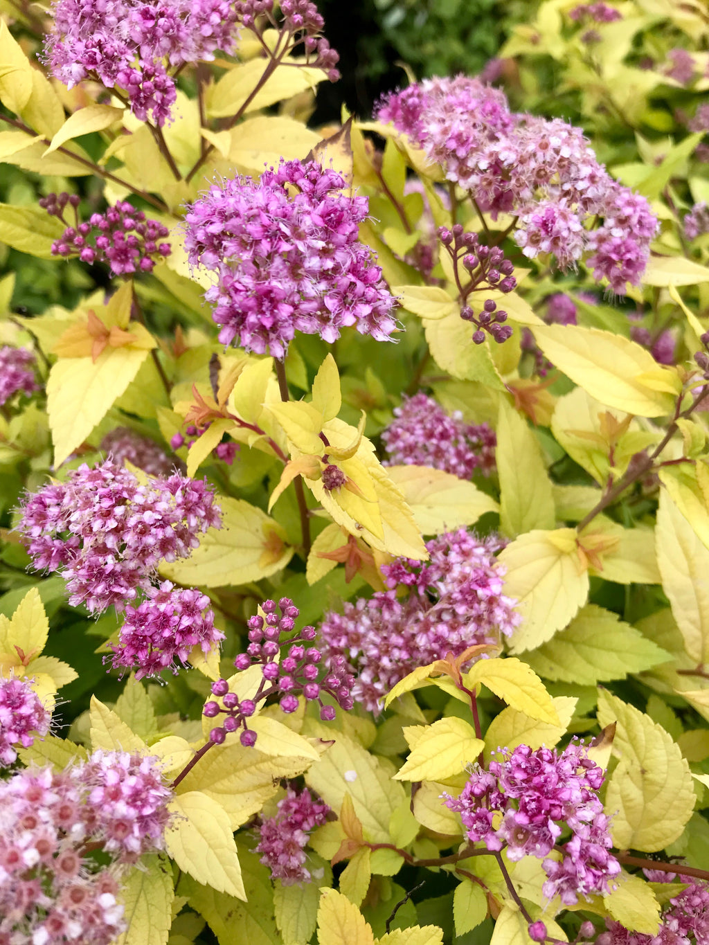 Spirea, Goldmound