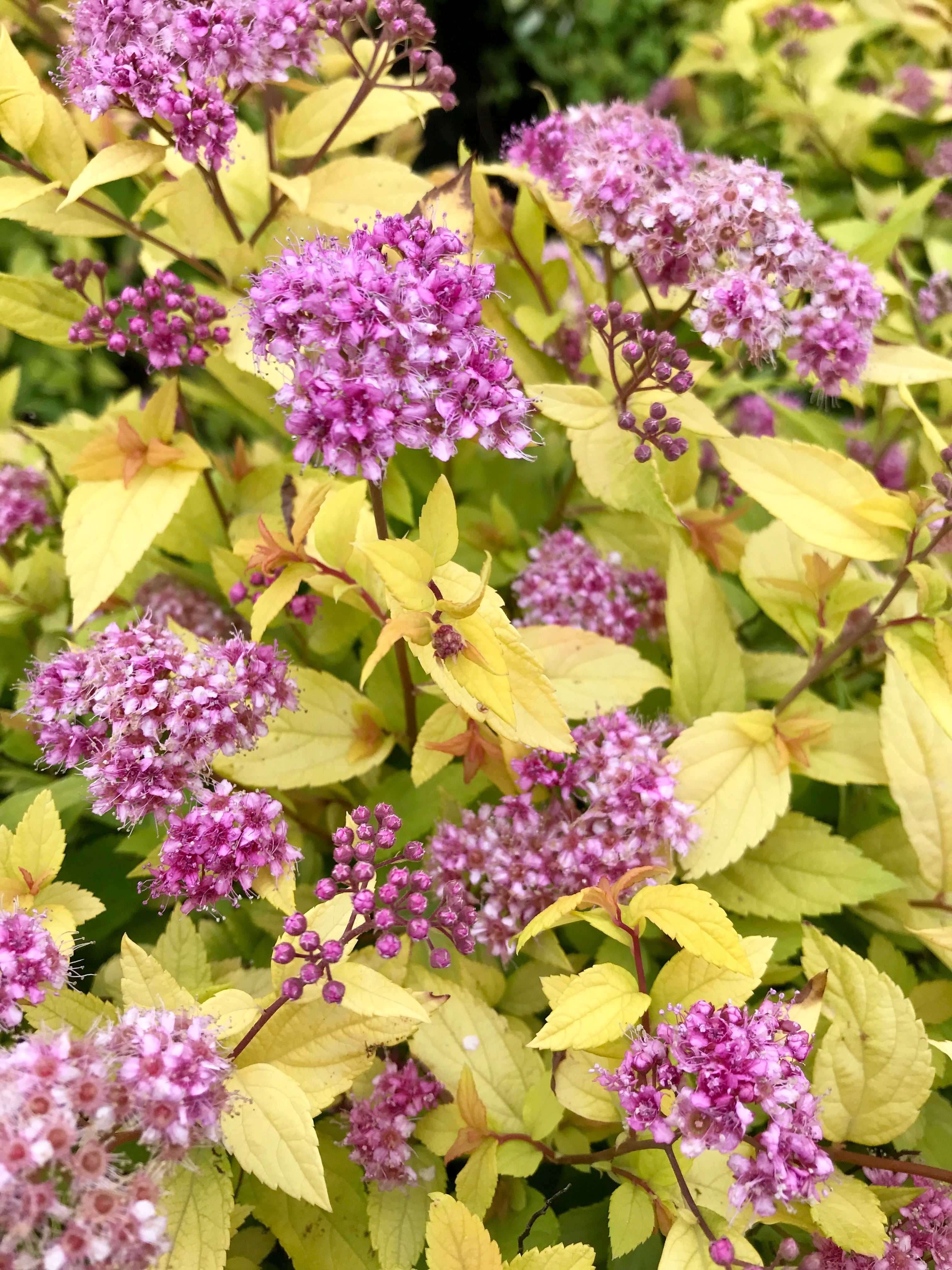 Spirea, Goldmound