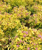 Spirea, Goldmound