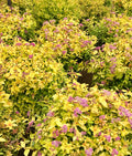 Spirea, Goldflame #5