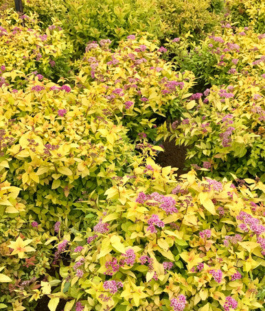 Spirea, Goldflame #5