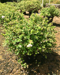Spirea, Little Princess #3