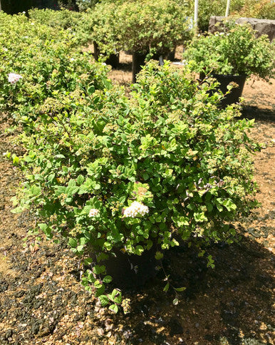 Spirea, Little Princess #3