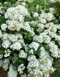 Spirea, Tor #3