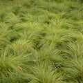 Grass, Prairie Dropseed  #1