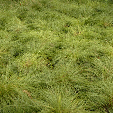 Grass, Prairie Dropseed  #1