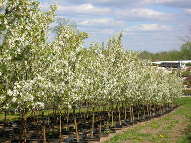 Crabapple, Spring Snow