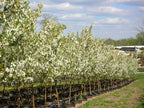 Crabapple, Spring Snow