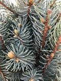 Spruce, Blue Totem #15
