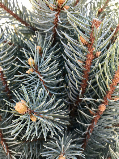 Spruce, Blue Totem #15