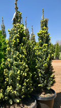Spruce, Columnar Norway Cupressina #15