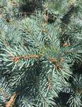 Spruce, Low Graft Globe #3