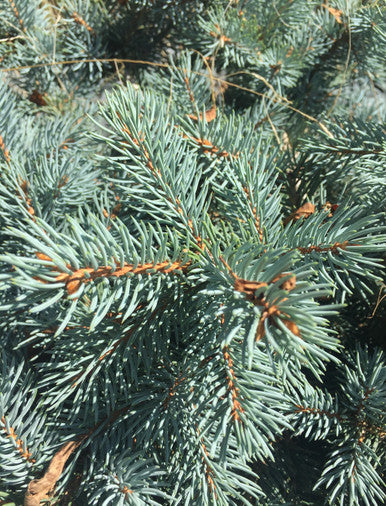 Spruce, Low Graft Globe #3