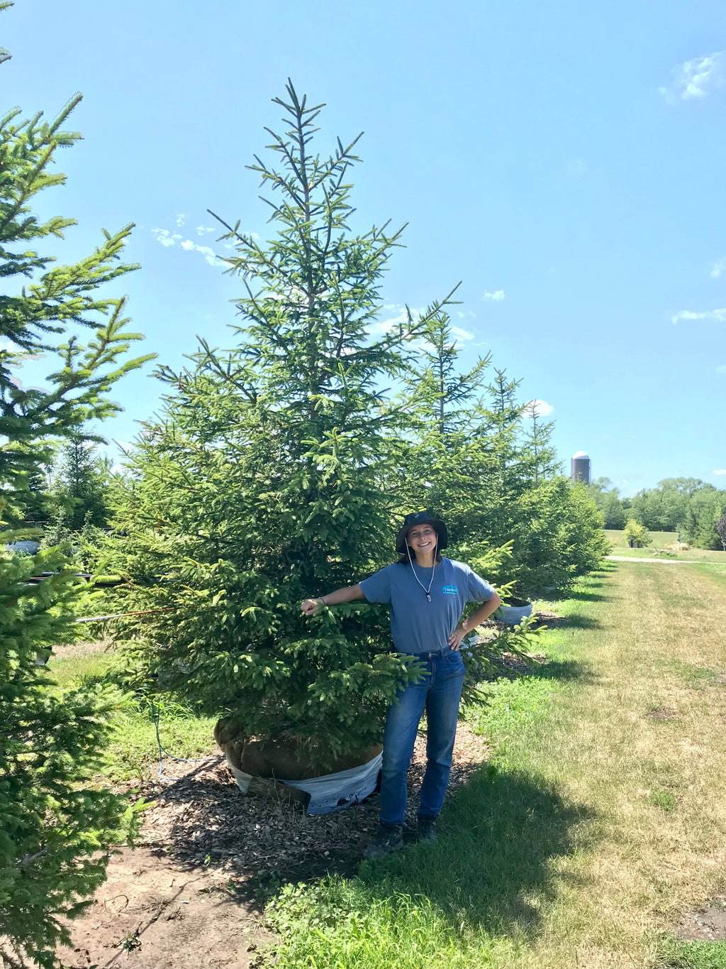 Spruce, Norway