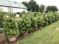 Spruce, Serbian 5' Potted