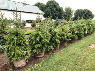 Spruce, Serbian 5' Potted