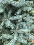 Spruce, Black Hills, Skinny Blue Genes #15