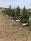 Spruce, Colorado Blue 6' BB