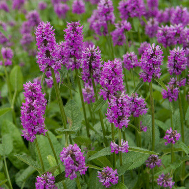 Lambs Ear, Hummelo #1