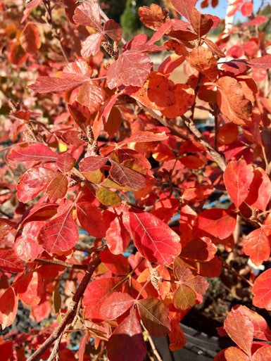 Sumac, Gro-Low #3