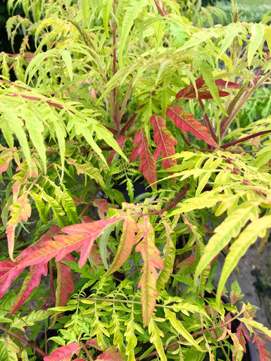 Sumac, Tiger Eyes #3