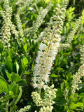 Summersweet, Hummingbird #5