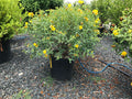 Hypericum, Sunburst #3