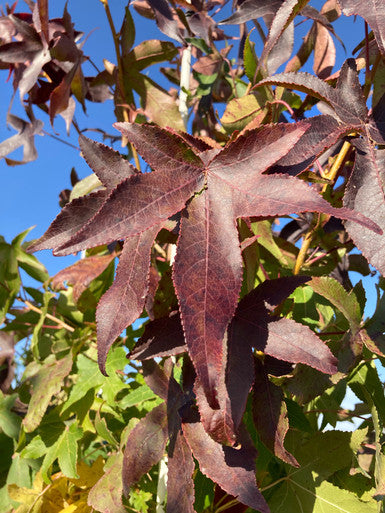 Sweetgum, Happidaze