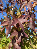 Sweetgum, Happidaze