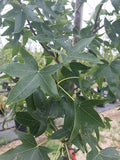 Sweetgum, Moraine #10