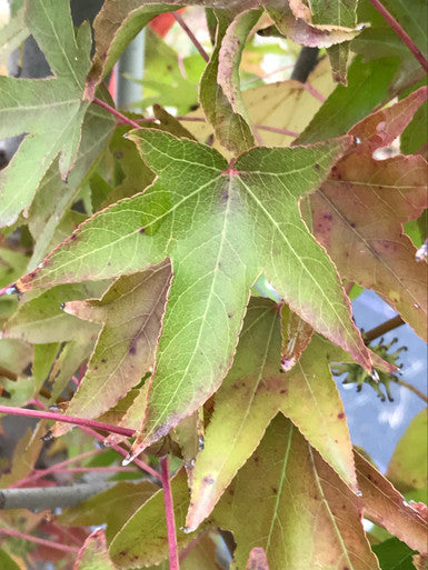 Sweetgum, Worplesdon
