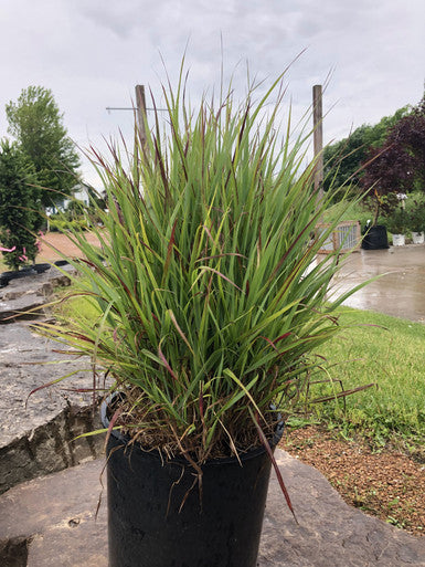Grass, Switch, Shenandoah