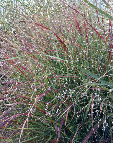 Grass, Switch, Shenandoah